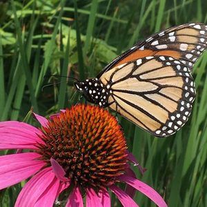 Meet your Posher, Clarrysa